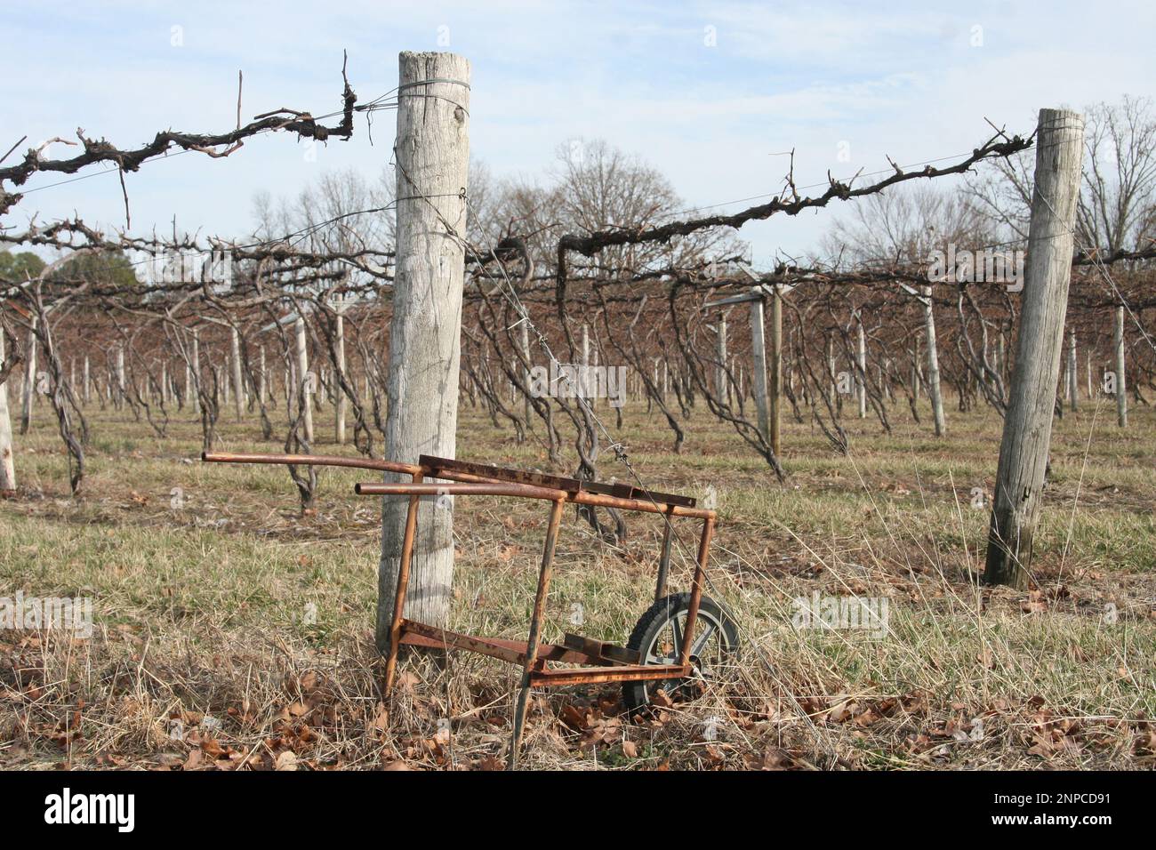 3M Vineyard and Farms à St. James, Missouri, Etats-Unis Cannes à vin. Banque D'Images