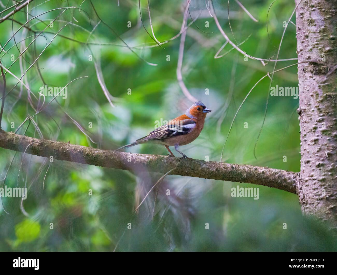 Le chaffinch commun est assis sur une branche au printemps sur fond vert. Magnifique oiseau de mer commun chaffinch dans la faune. Le chaffinch commun ou simplement le c Banque D'Images