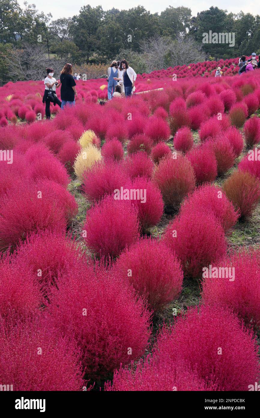 Leaves of kochia are turned in red at Oita Agricultural Park in Kitsuki, Oita Prefecture on Oct. 12, 2020. Kochia, Bassia scoparia is a large annual herb in the family Amaranthaceae native to Eurasia. Its common names include burningbush, ragweed, summer cypress, mock-cypress, kochia, belvedere, Mexican firebrush, and Mexican fireweed. ( The Yomiuri Shimbun via AP Images ) Banque D'Images