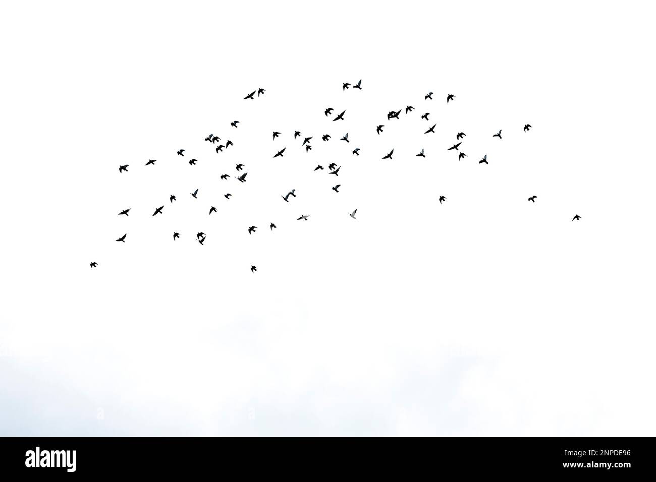Un troupeau d'oiseaux silhoueté contre un ciel blanc dans le nord de la Grèce. Banque D'Images