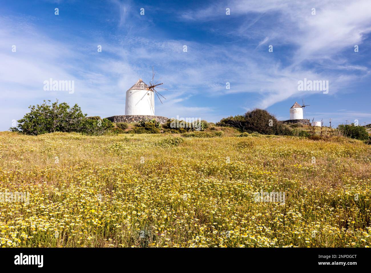 Moulins à vent grecs traditionnels sur Santorin avec un champ de fleurs sauvages de printemps colorées près de Pyrgos. Banque D'Images