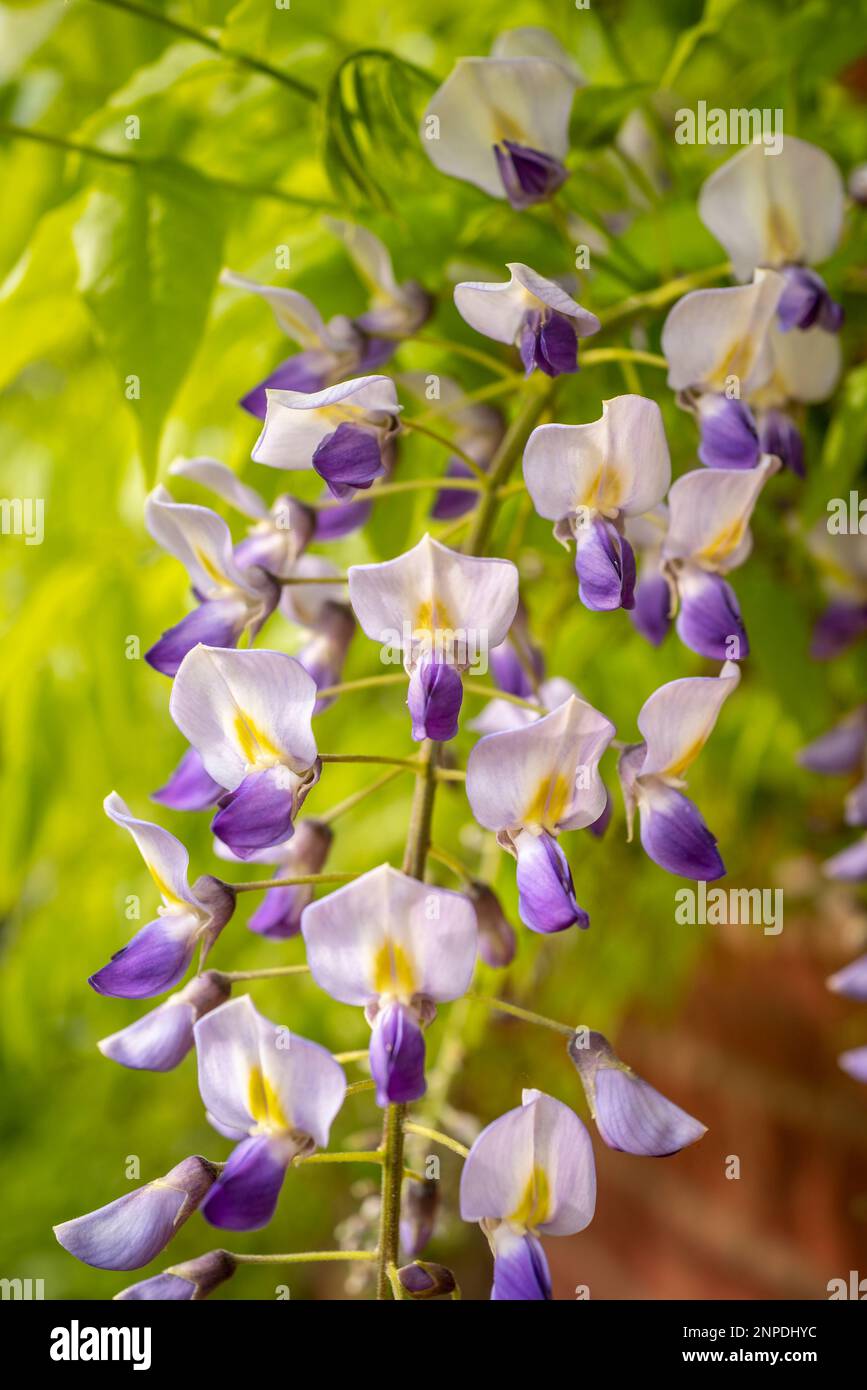 Gros plan d'une fleur de Wisteria. Banque D'Images