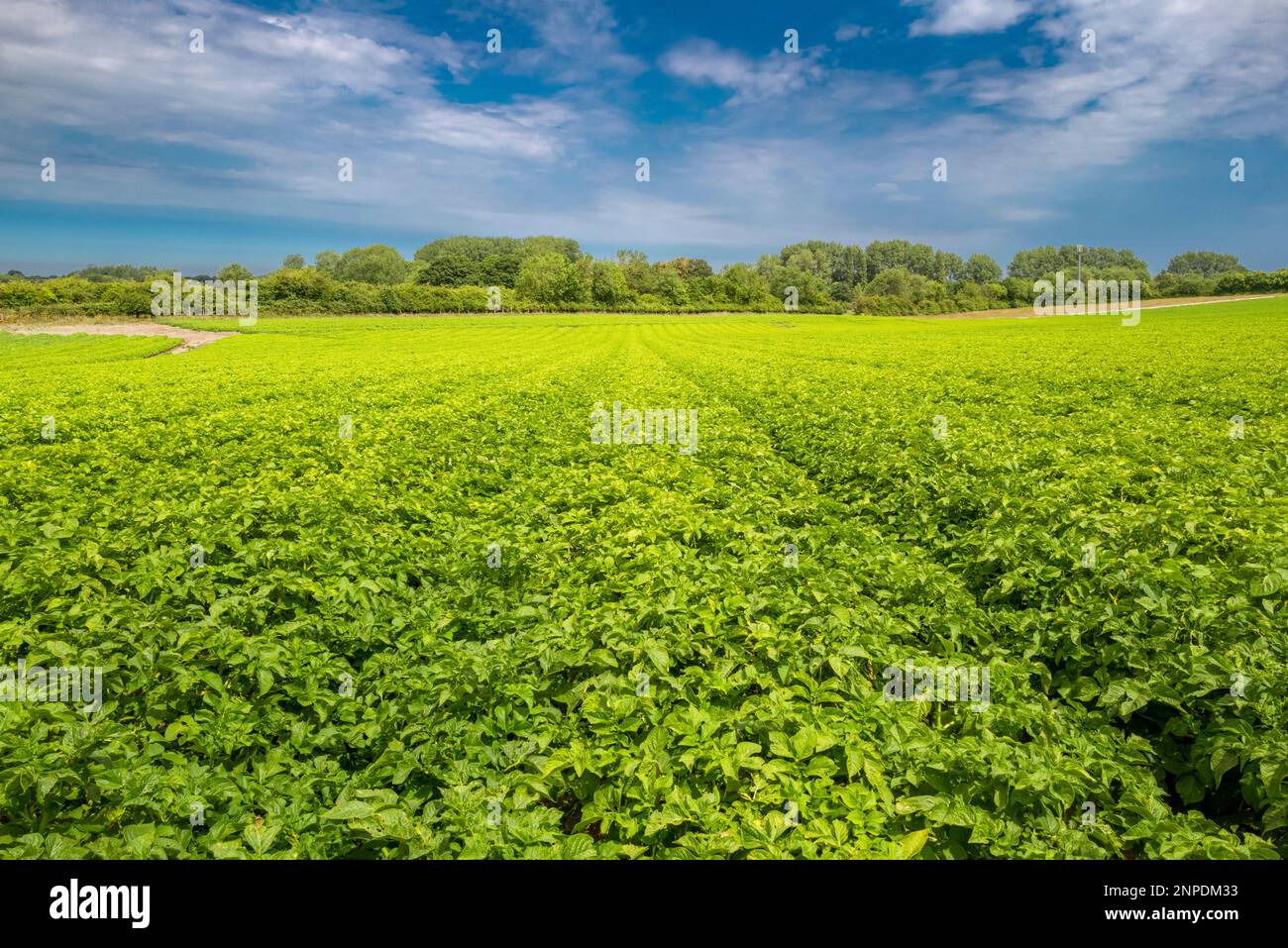 Un grand champ de pommes de terre. Banque D'Images