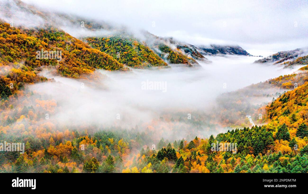 The beauty of Shennongjia forest in autumn in Shennongjia,Hubei,China on 05th October, 2020.(Photo by TPG/cnsphotos) (TopPhoto via AP Images) Banque D'Images