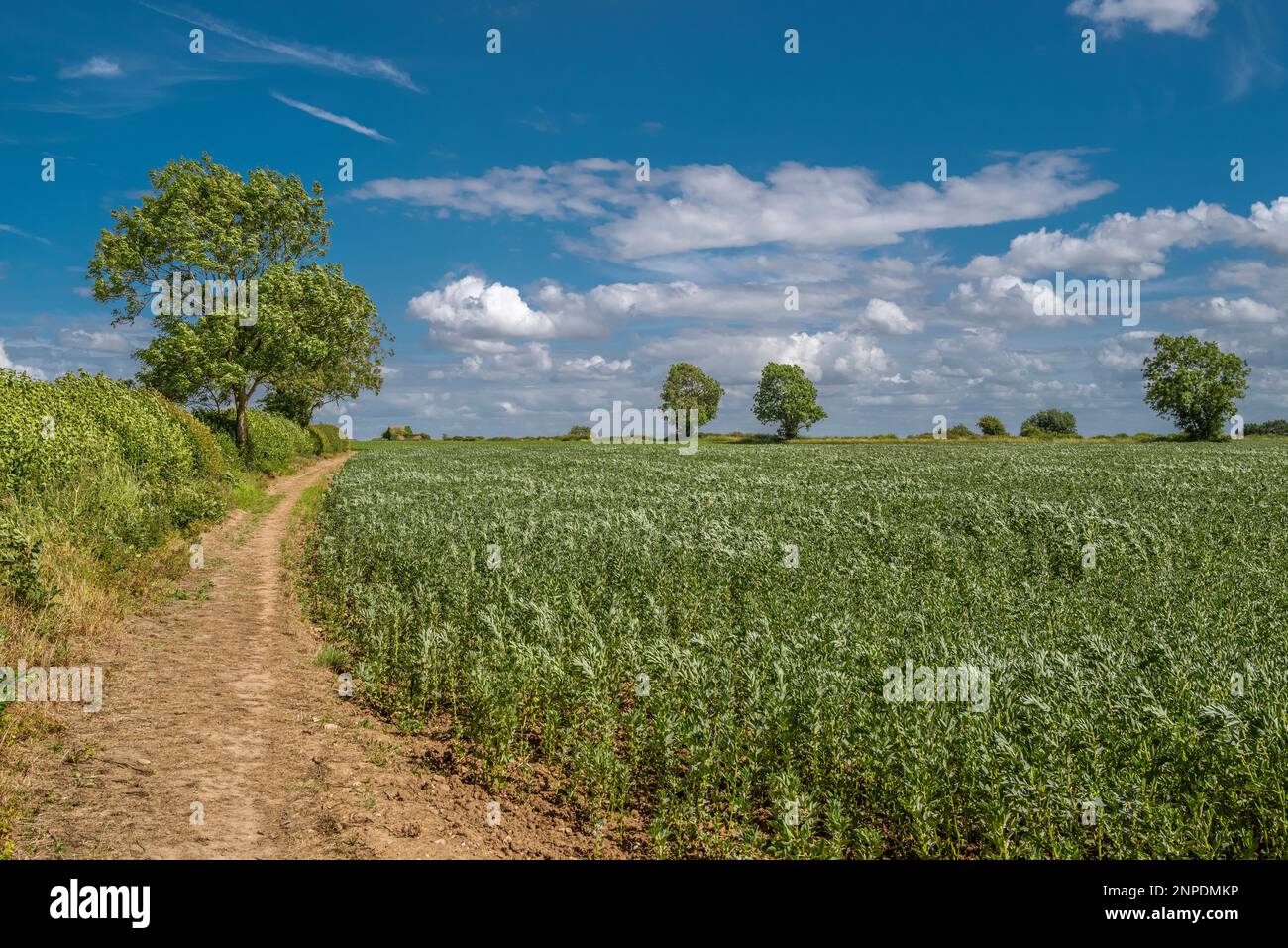 Un grand champ de fèves. Banque D'Images