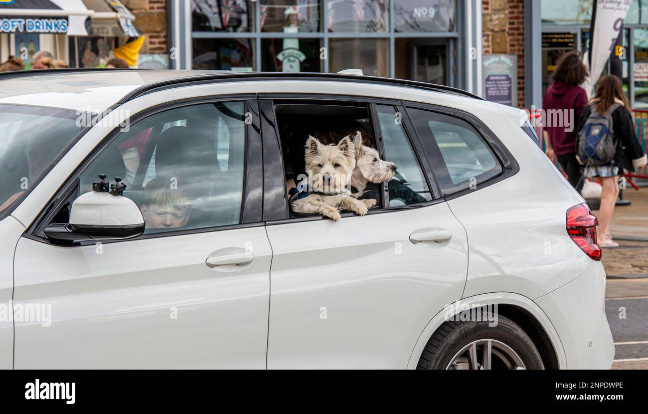 Deux petits chiens mignons identiques se délatent d'une fenêtre de voiture ouverte tandis qu'un homme et un garçon dans les sièges avant semblent assez sérieux et sourd. Banque D'Images