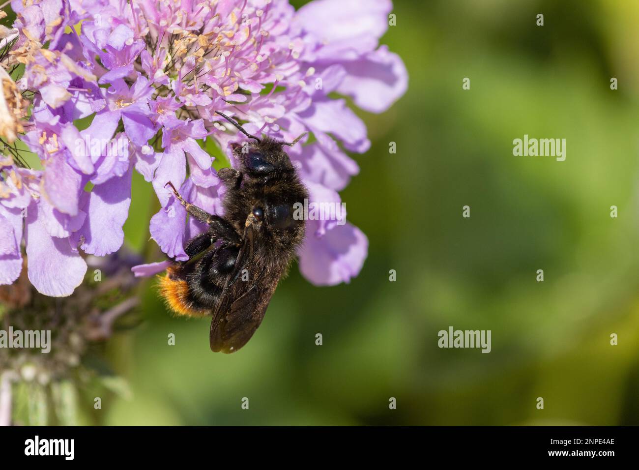 Queen Red-Tent Cuckoo Bee, Bombus rupestris, reposant sur la fleur scabieuse. C'est le parasite social du bourdon à queue rouge. Banque D'Images