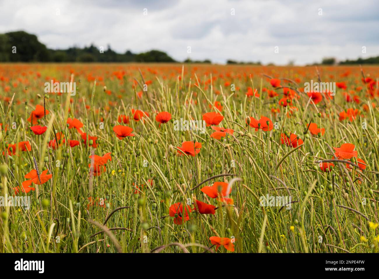 Un champ plein de fleurs de pavot rouge à Norfolk. Banque D'Images