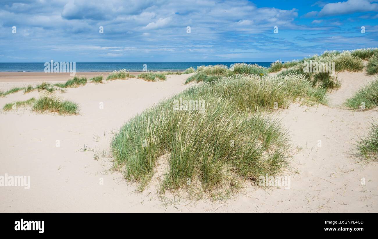Les dunes de sable rejoignent la plage de Holkham, sur la côte nord de Norfolk. Banque D'Images