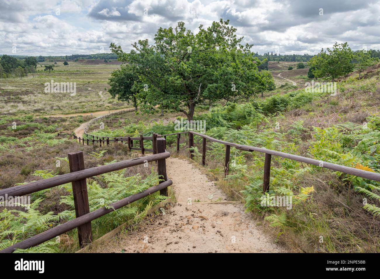 Des marches en bois mènent à Dersingham Bog dans l'ouest du Norfolk. Banque D'Images