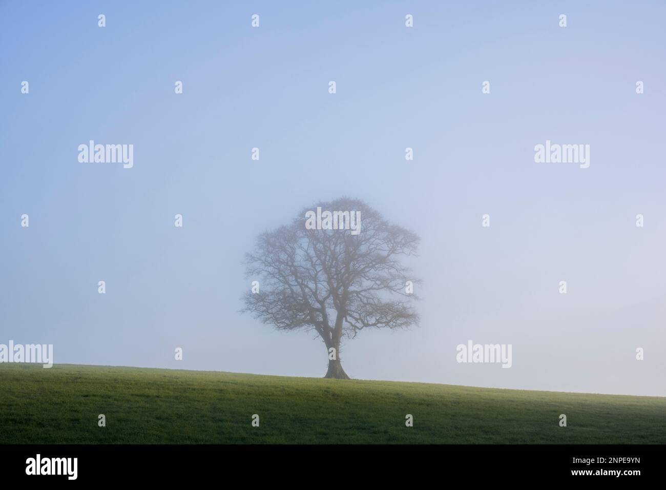 Un arbre seul sur une colline au sommet d'une matinée brumeuse. Banque D'Images
