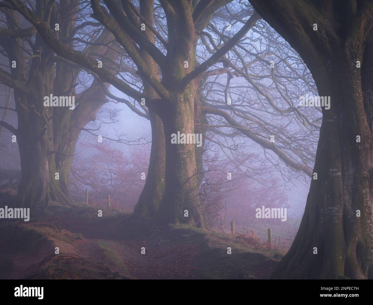 Hêtres dans le brouillard le matin brumeux en hiver. Banque D'Images