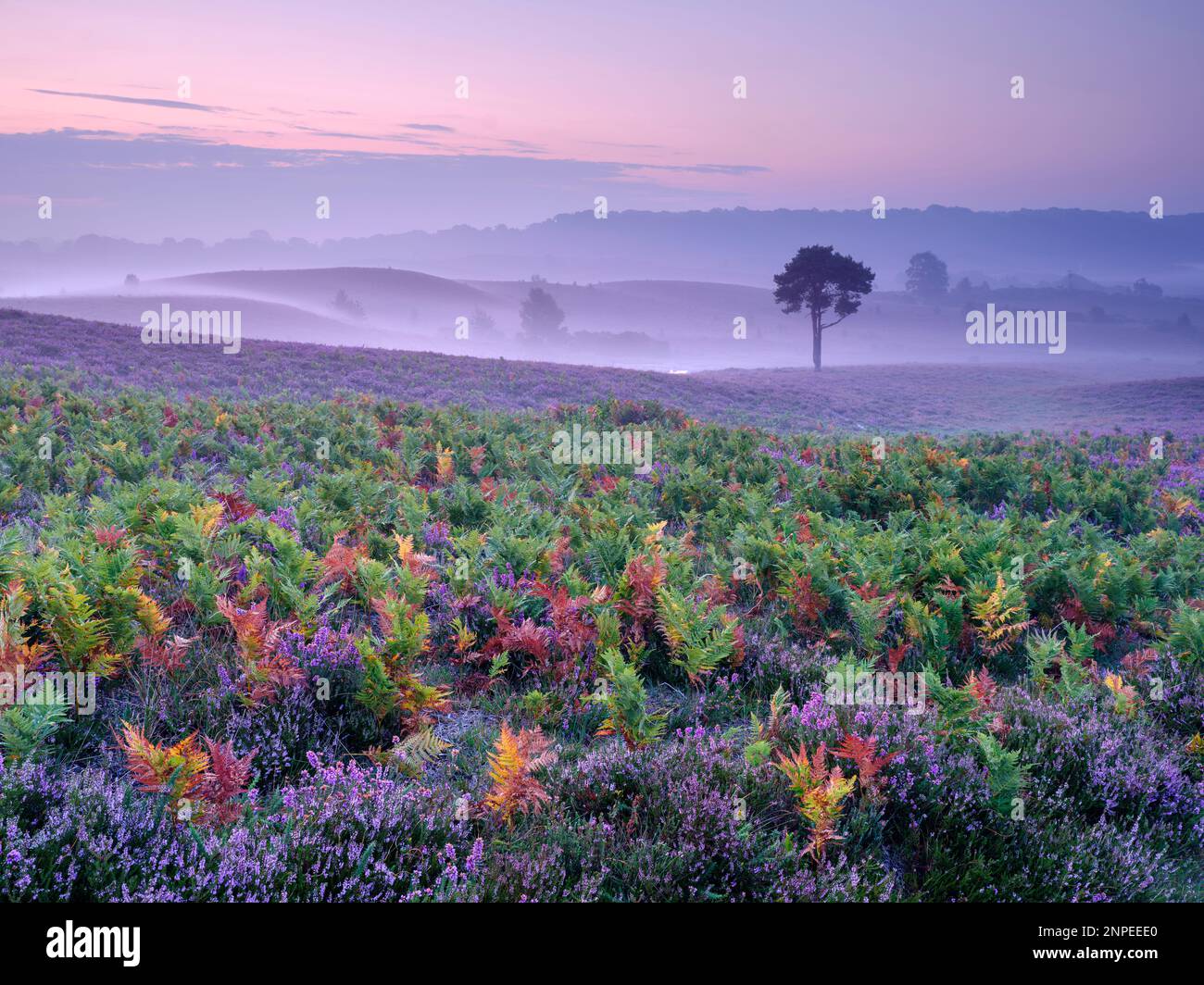 Heather et Bracken le matin d'une matinée brumeuse dans la Nouvelle forêt. Banque D'Images