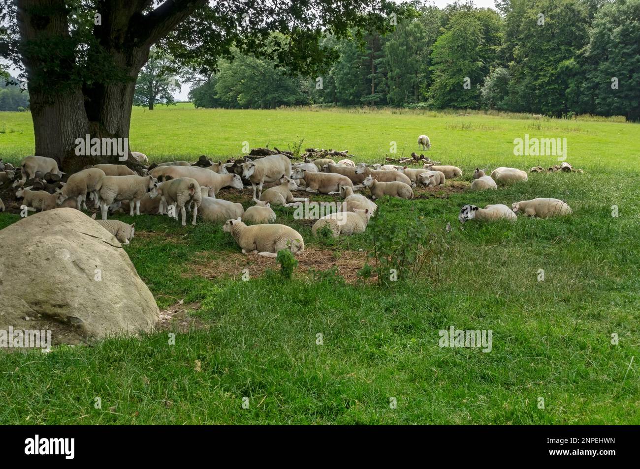 Troupeau de moutons Texel se reposant à l'ombre de l'arbre en été. Banque D'Images