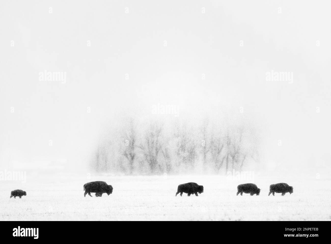 Bison traversant les plaines enneigées un matin brumeux. Banque D'Images