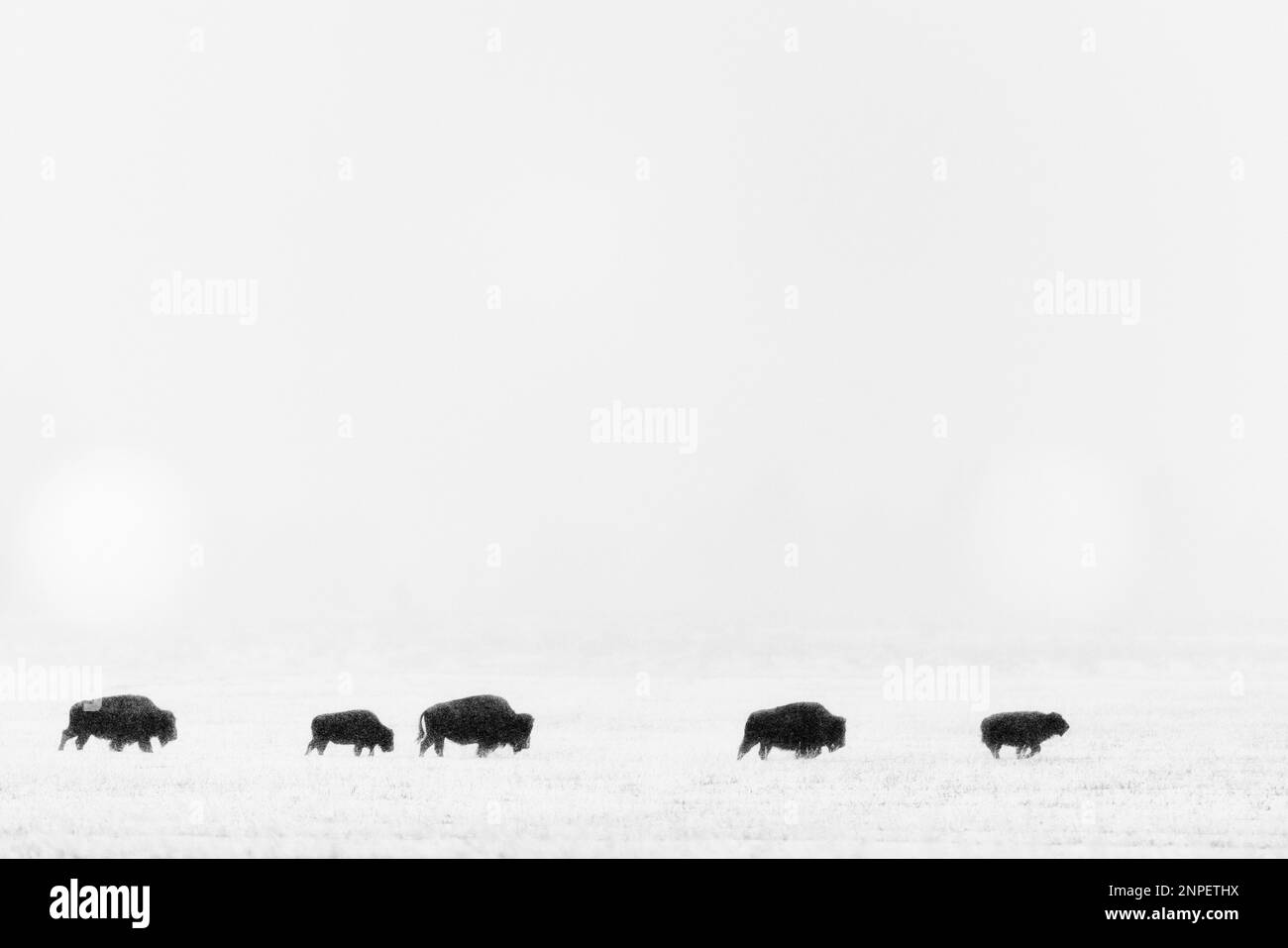 Bison traversant les plaines enneigées un matin brumeux. Banque D'Images