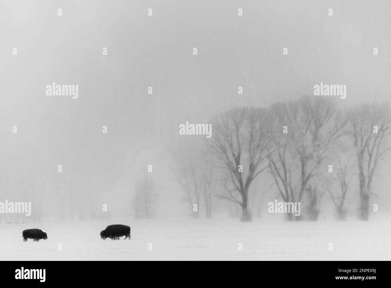 Bison traversant les plaines enneigées un matin brumeux. Banque D'Images