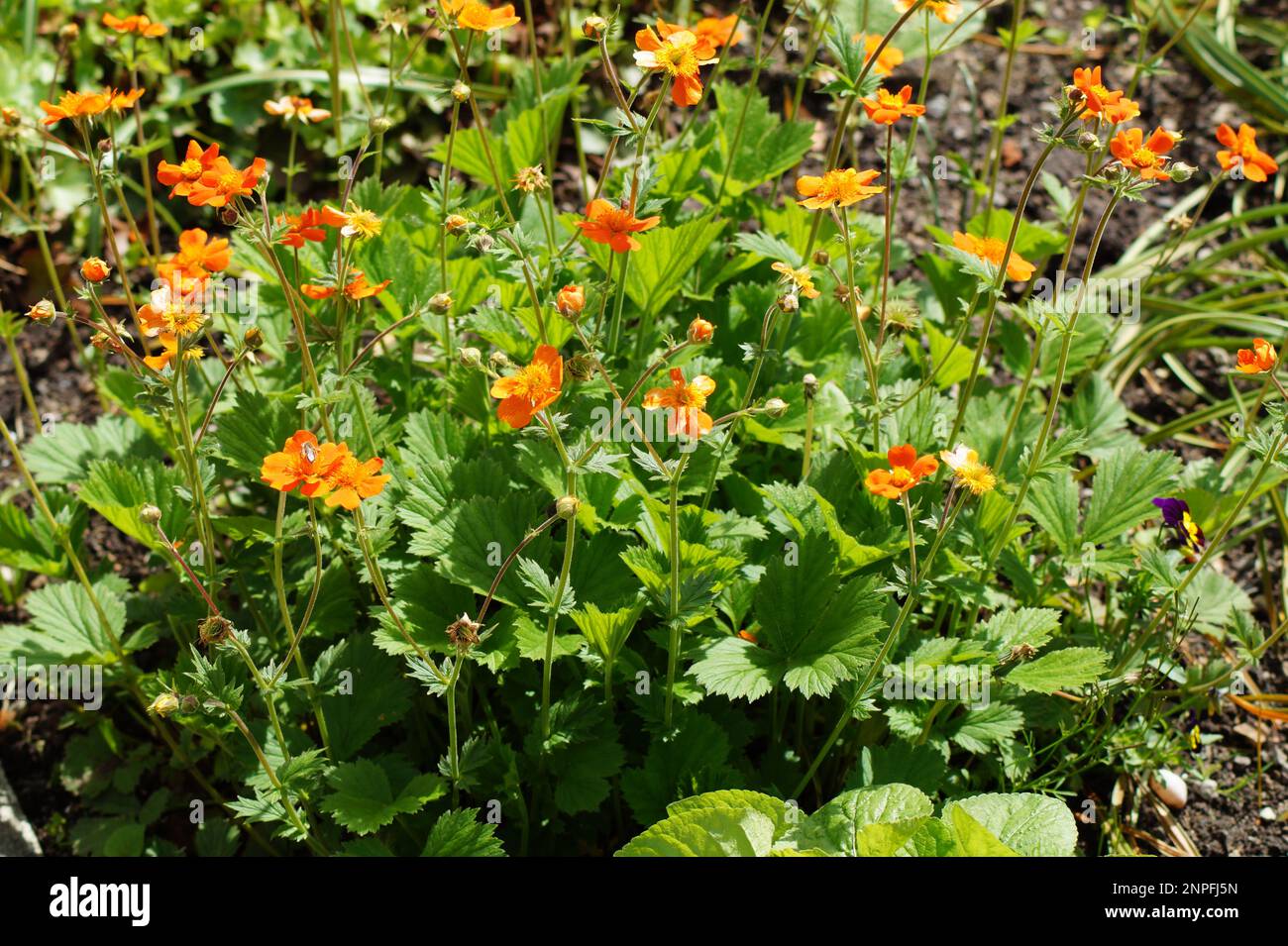 La racine de clou de girofle 'Borisii' a des fleurs d'orange Banque D'Images