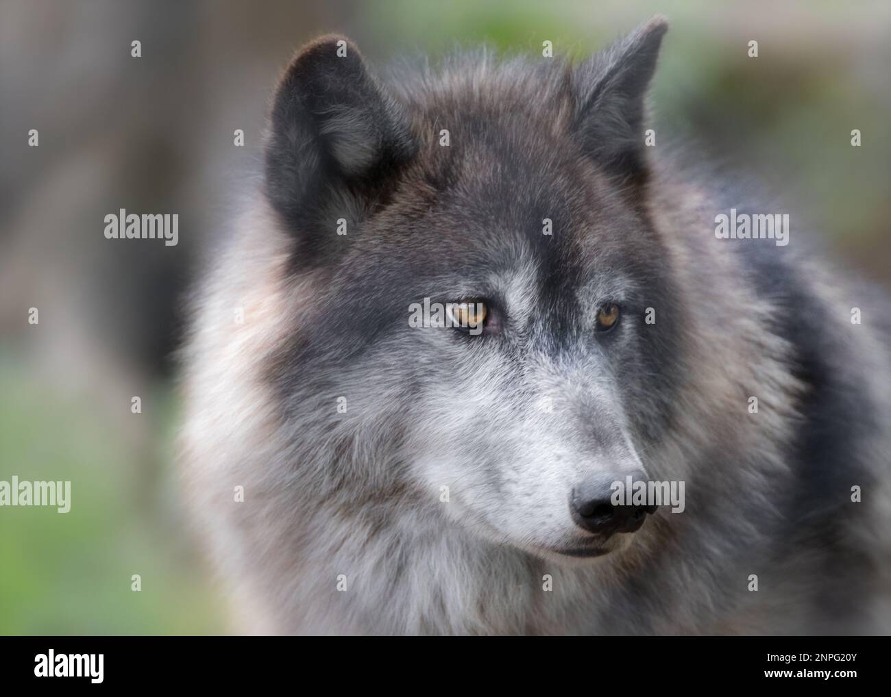 Portrait en gros plan de loup gris dans la forêt Banque D'Images