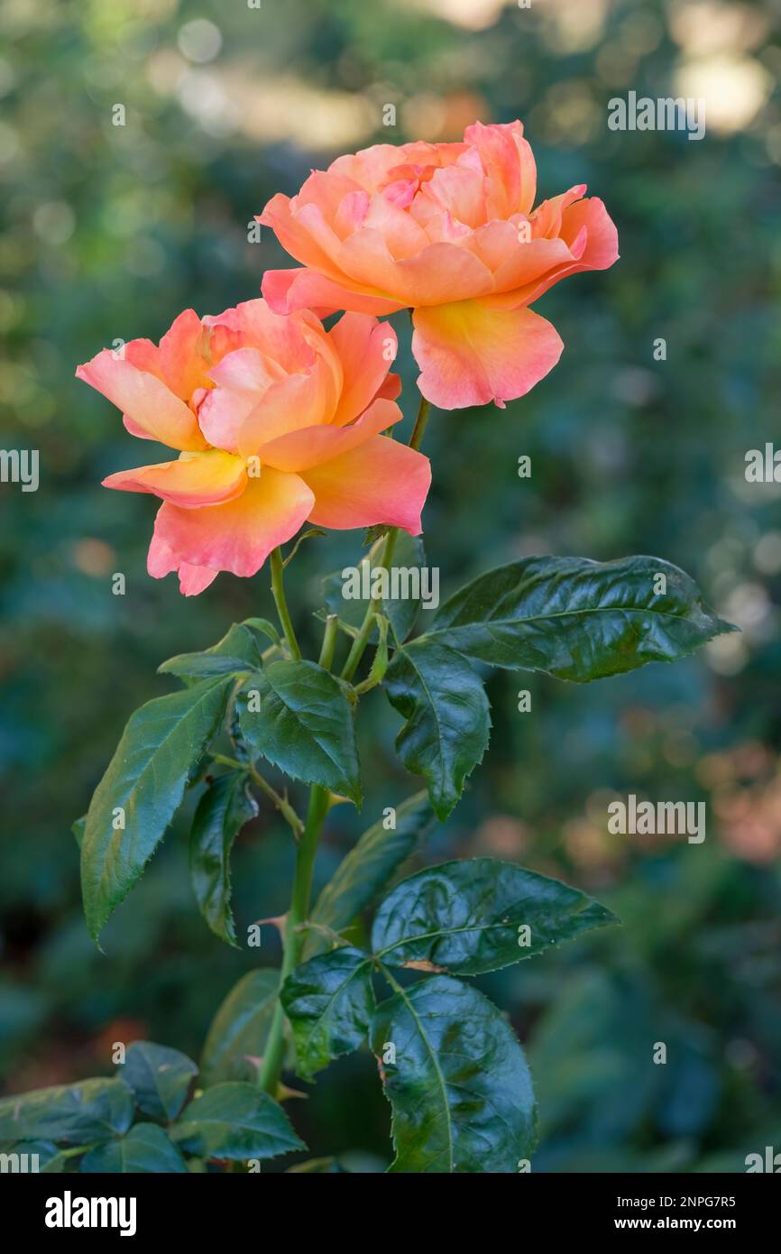 Rose Fellowship, Rosa HarWelcome, Rosa Livin' Easy, floribunda roserolar, double, fleurs orange profondes Banque D'Images