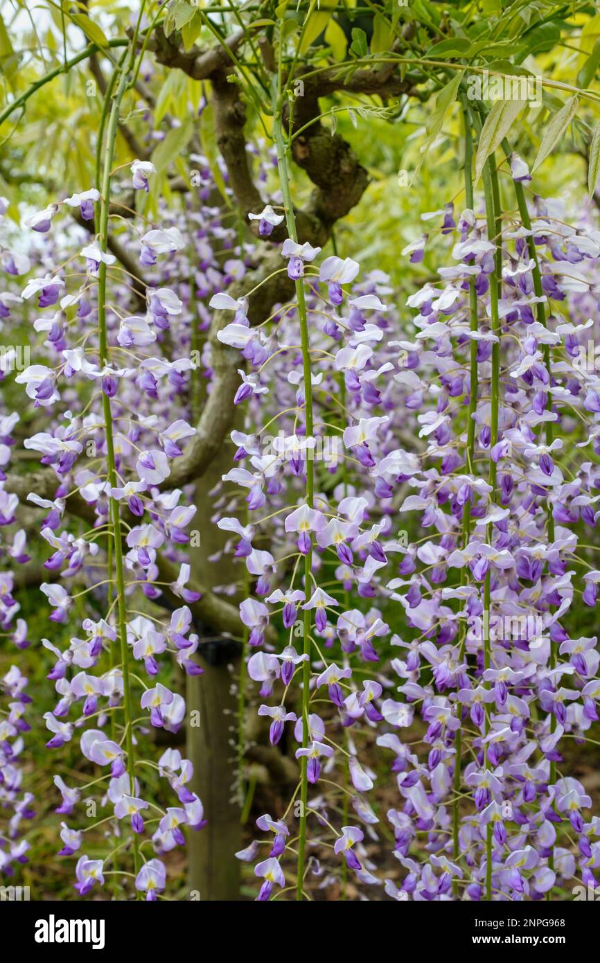 Wisteria floribunda Multijuga, Wisteria japonaise, racames en forme de pois, fleurs bleu-violet à ailes de lilas, Banque D'Images