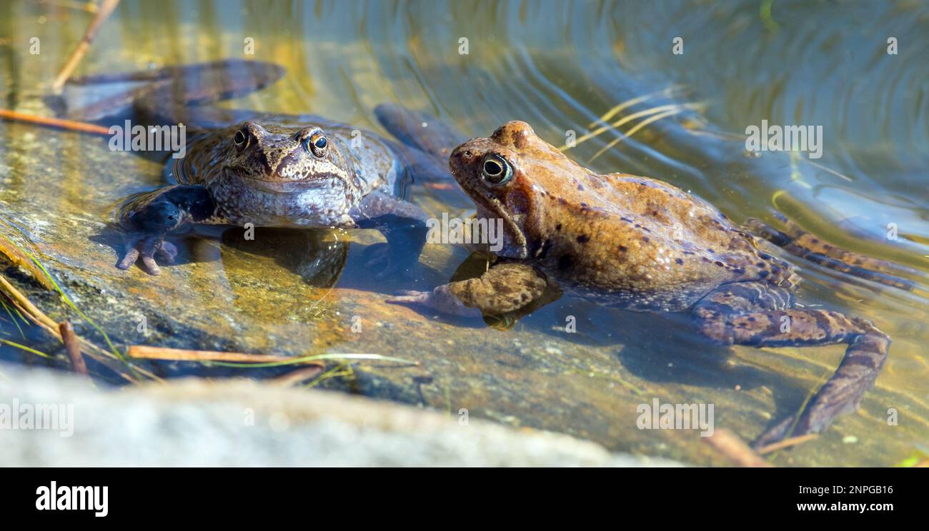 Deux grenouilles brunes européennes communes dans la grenouille d'herbe de rana temporaria latine Banque D'Images