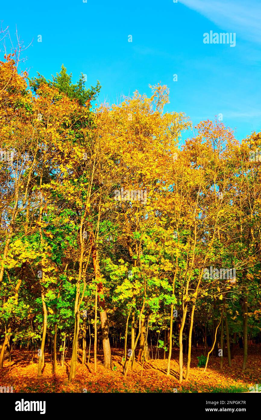 Automne parc avec arbres jaunes Banque D'Images