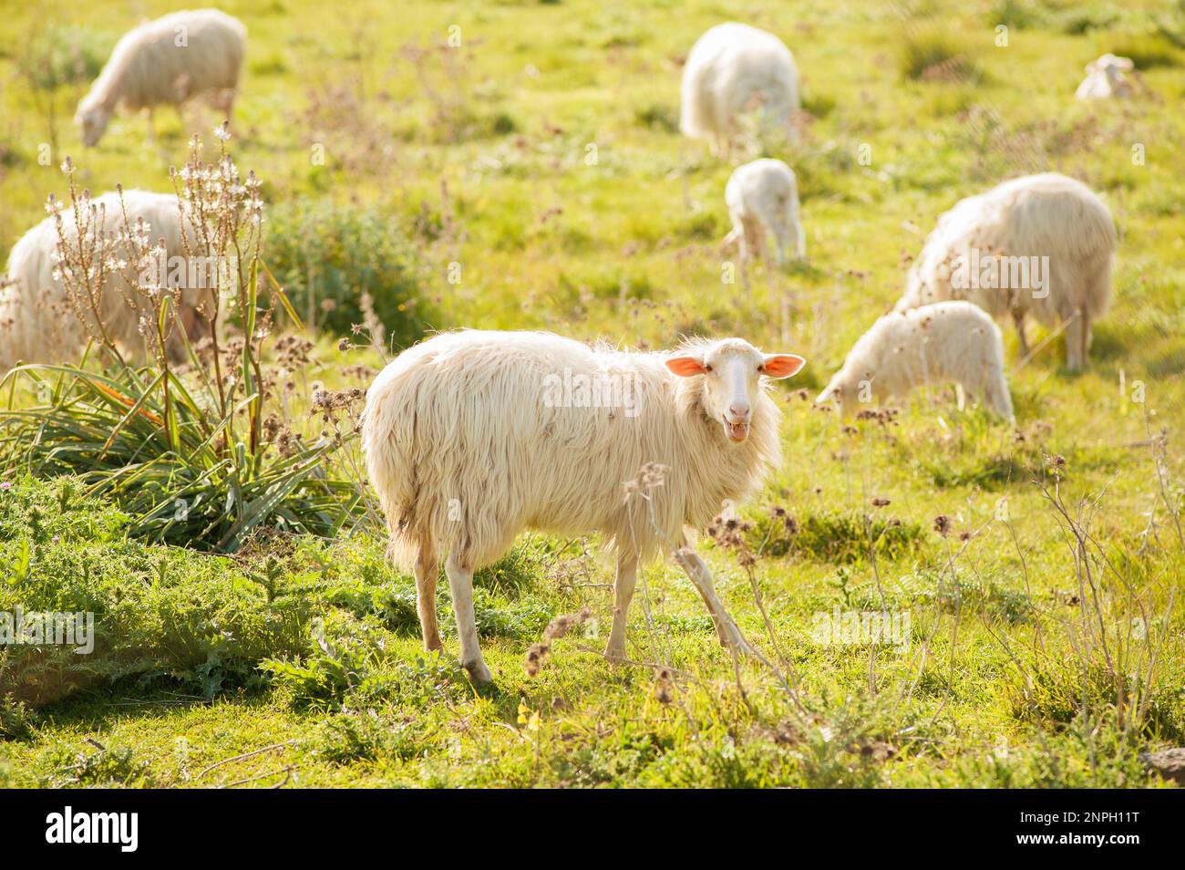 Les moutons blanchissent et se broutent dans la campagne sarde. Banque D'Images