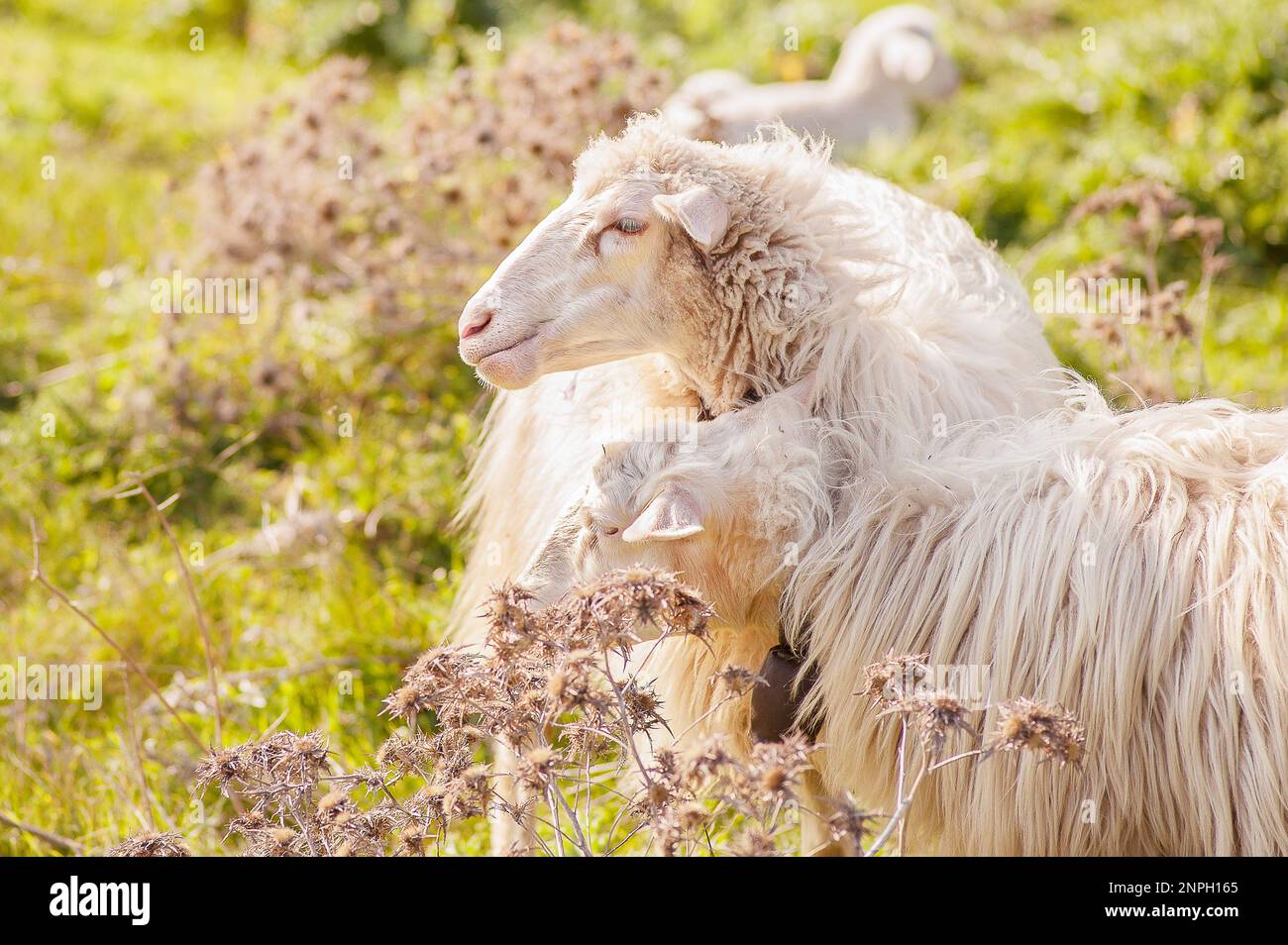 Deux moutons se broutent dans la campagne sarde. Banque D'Images