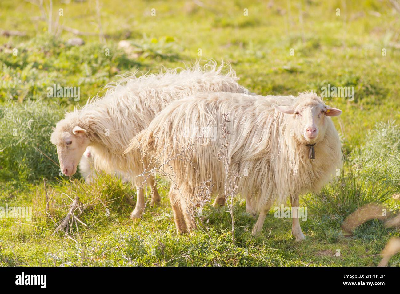 Deux moutons s'opposent à la position dans l'herbe. Banque D'Images