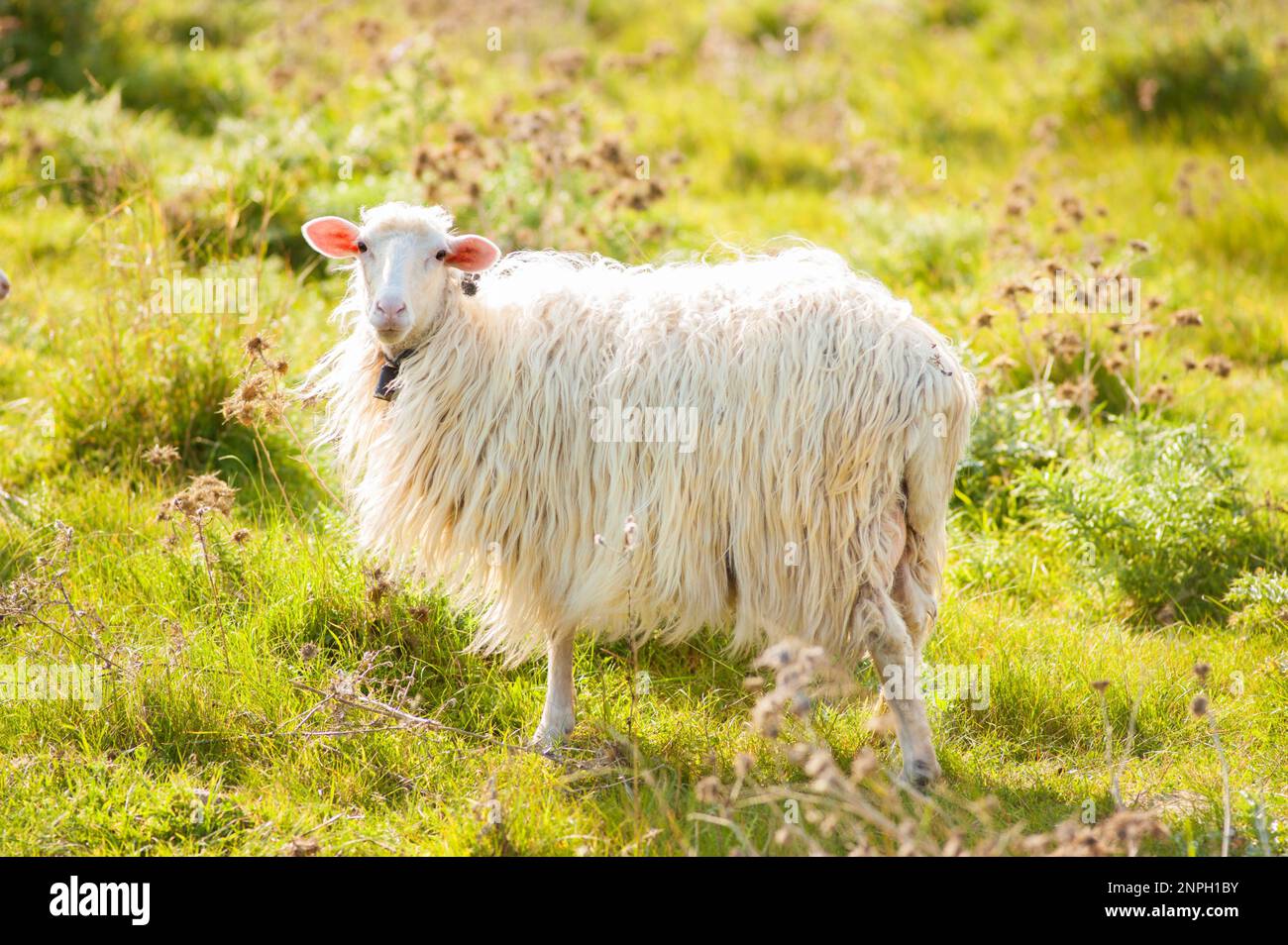 Mouton sarde dans la prairie, en contre-jour. Banque D'Images