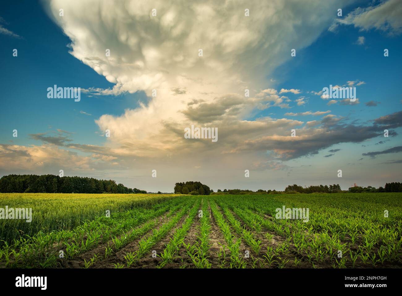 Champ avec maïs en croissance et gros nuage sur le ciel, le jour de juin Banque D'Images