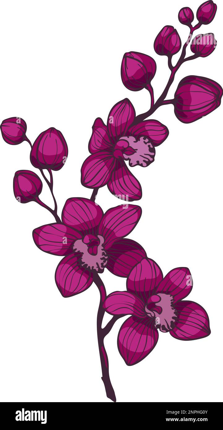 branche avec fleurs d'orchidées pourpres, illustration vectorielle, brunches d'orchidées sur fond blanc Illustration de Vecteur