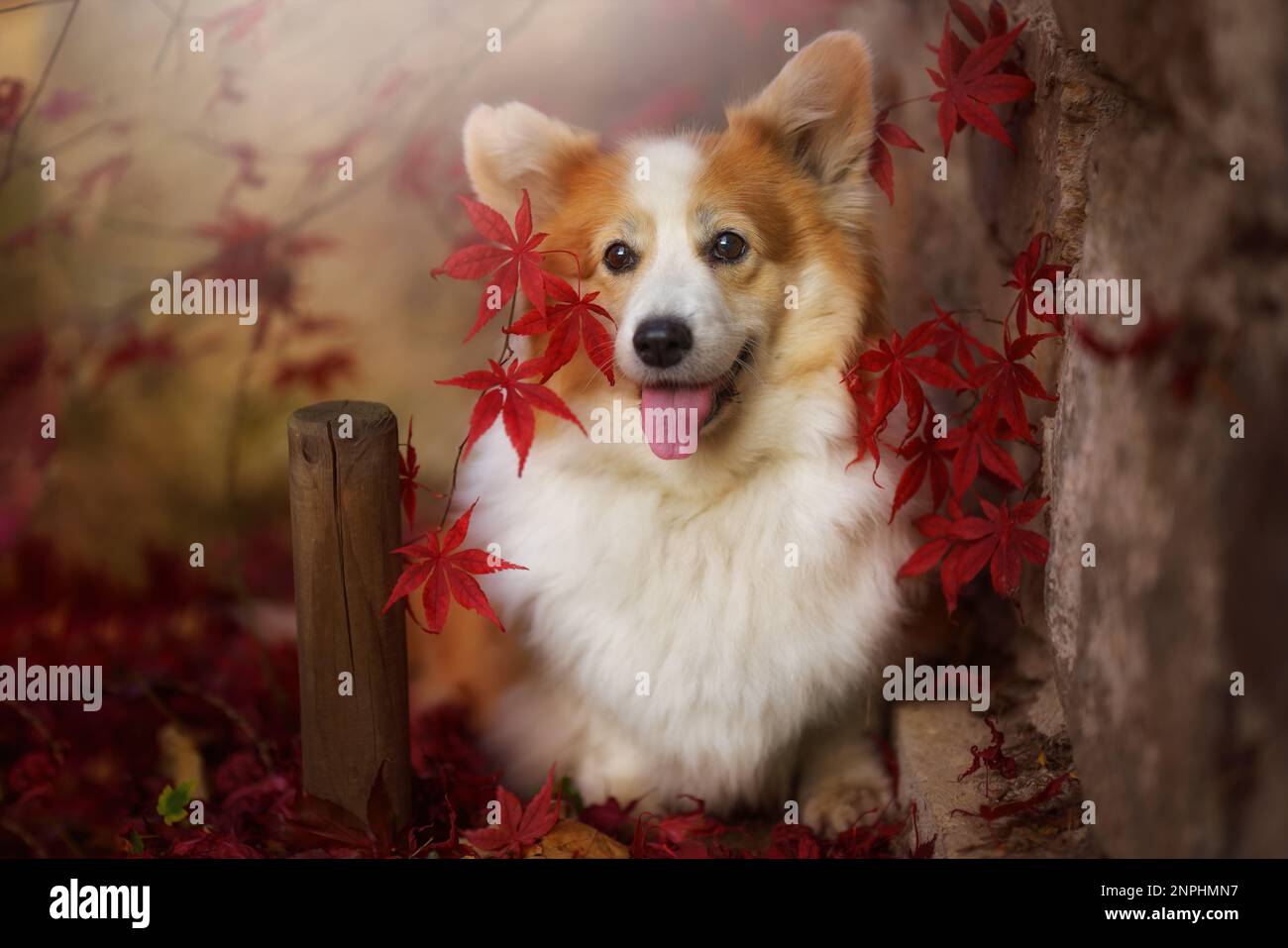 Un chien gallois de Corgi pembroke debout au milieu des feuilles d'érable japonais. Pologne Banque D'Images