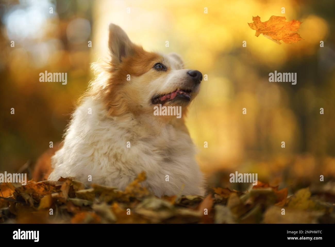 Un chien gallois Corgi Pembroke en automne regardant une feuille en chute. Pologne Banque D'Images