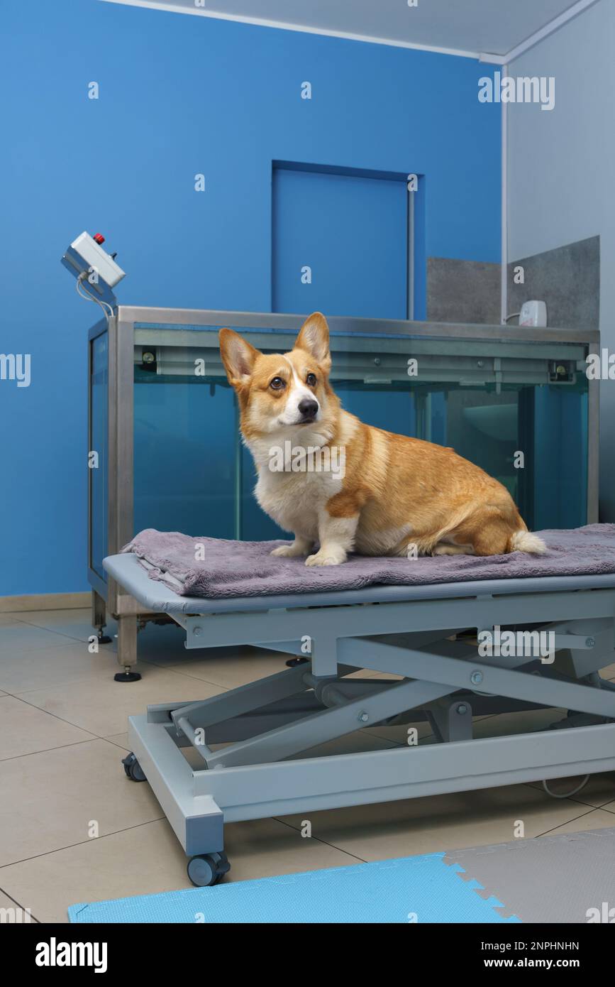 Dog treadmill Banque de photographies et d'images à haute résolution - Alamy