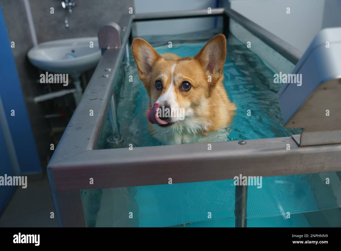 Réhabilitation de chien sur un tapis roulant d'eau. santé animale Banque D'Images