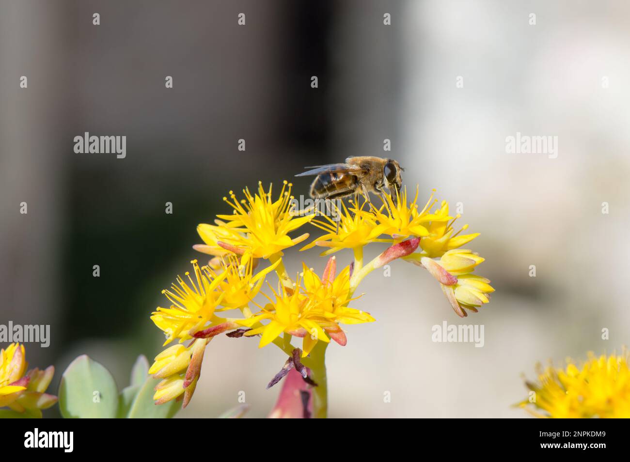 L'abeille recueille le nectar des fleurs jaune vif de sedum palmeri plante succulente, mouche commune de drone Banque D'Images