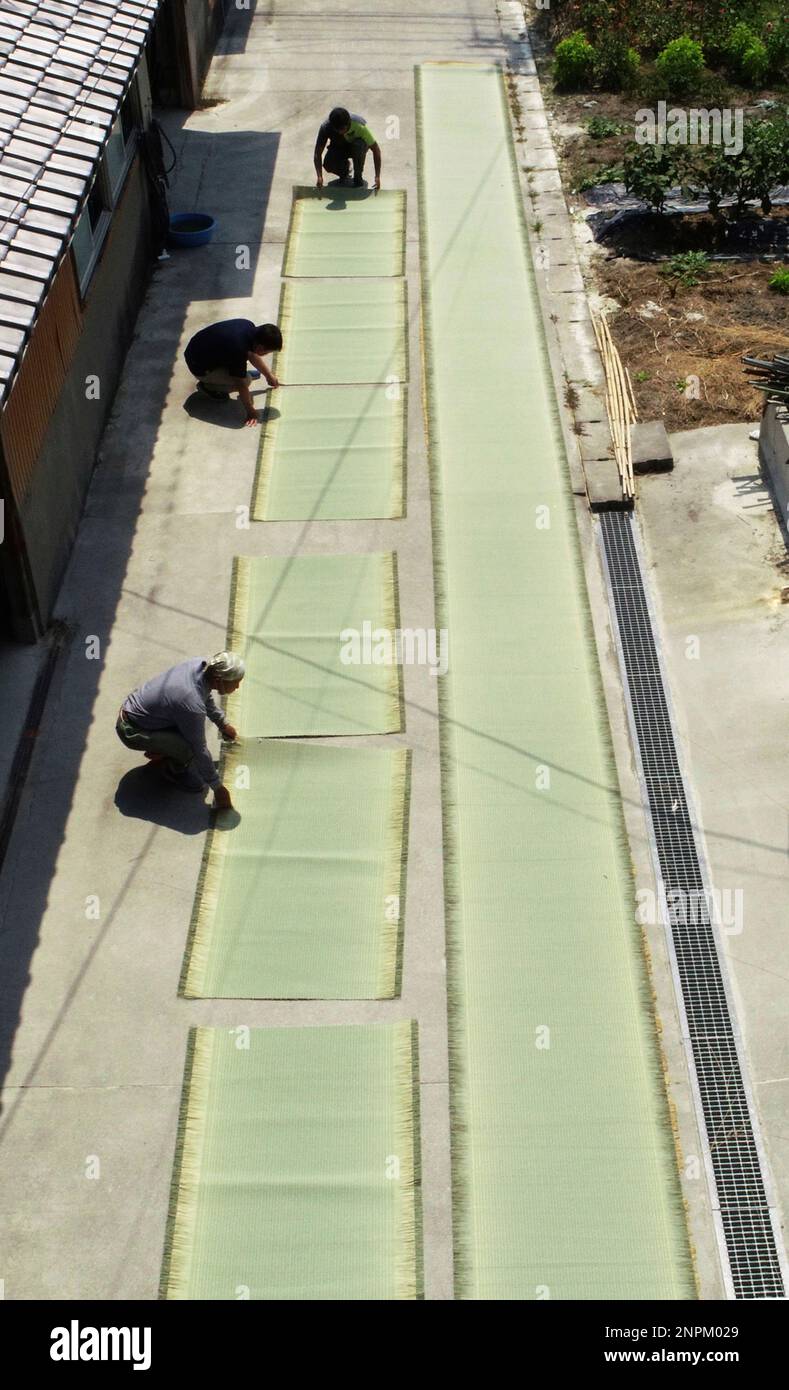 Straw matting dried in Japan Rushes for tatami (straw matting) are