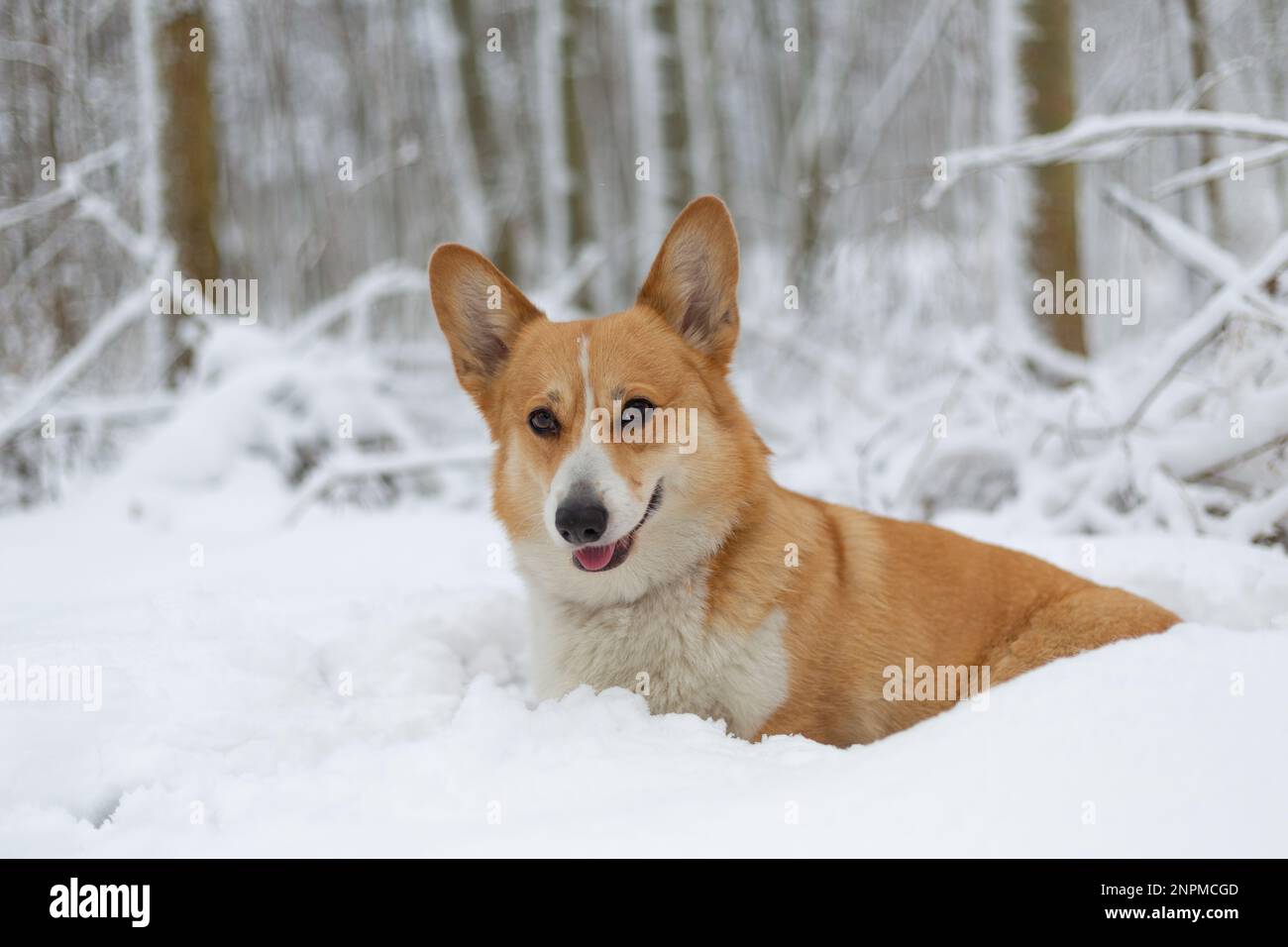 Chien de Pembroke gallois Corgi dans les paysages d'hiver chien heureux dans la neige Banque D'Images