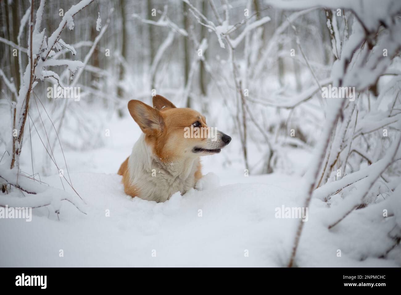 Chien de Pembroke gallois Corgi dans les paysages d'hiver chien heureux dans la neige Banque D'Images