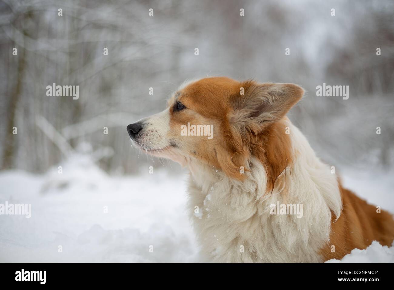 Chien de Pembroke gallois Corgi dans les paysages d'hiver chien heureux dans la neige. Joyeux chien dans la neige Banque D'Images