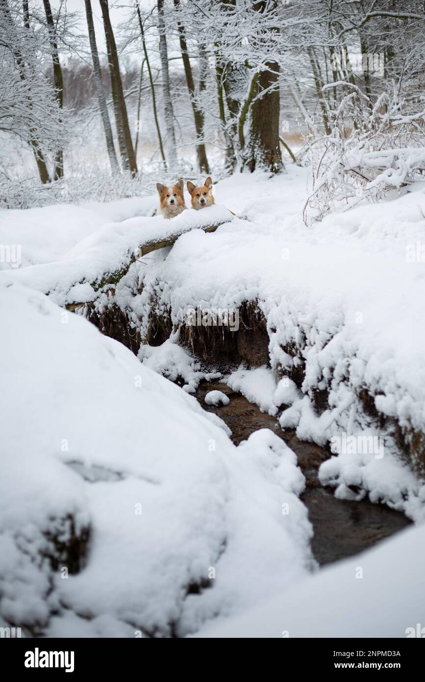 Un chien gallois de Corgi Pembroke se tient à côté d'un ruisseau dans un paysage d'hiver. Joyeux chien dans la neige Banque D'Images