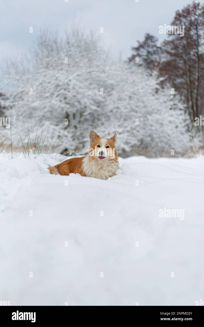 Chien de Pembroke gallois Corgi dans un paysage d'hiver. Joyeux chien dans la neige Banque D'Images