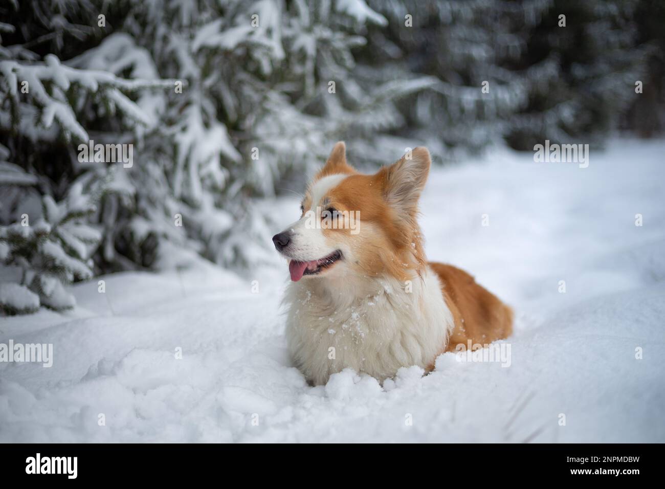 Chien de Pembroke gallois Corgi dans un paysage d'hiver. Joyeux chien dans la neige Banque D'Images