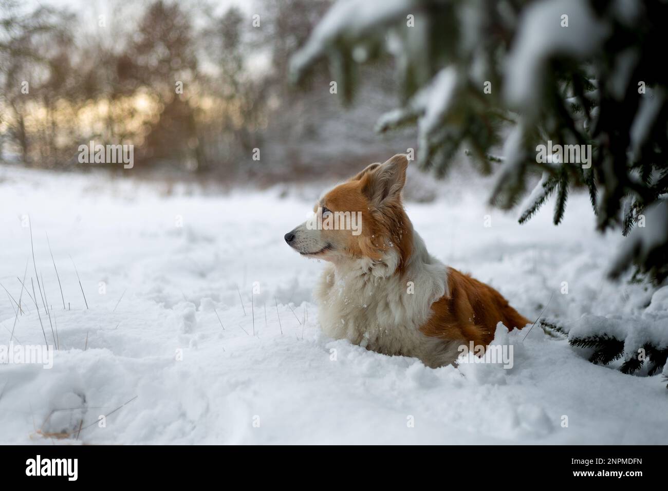 Un chien gallois de Corgi Pembroke se tient dans le paysage d'hiver dans la neige, avec le soleil couchant en arrière-plan. Joyeux chien dans la neige Banque D'Images