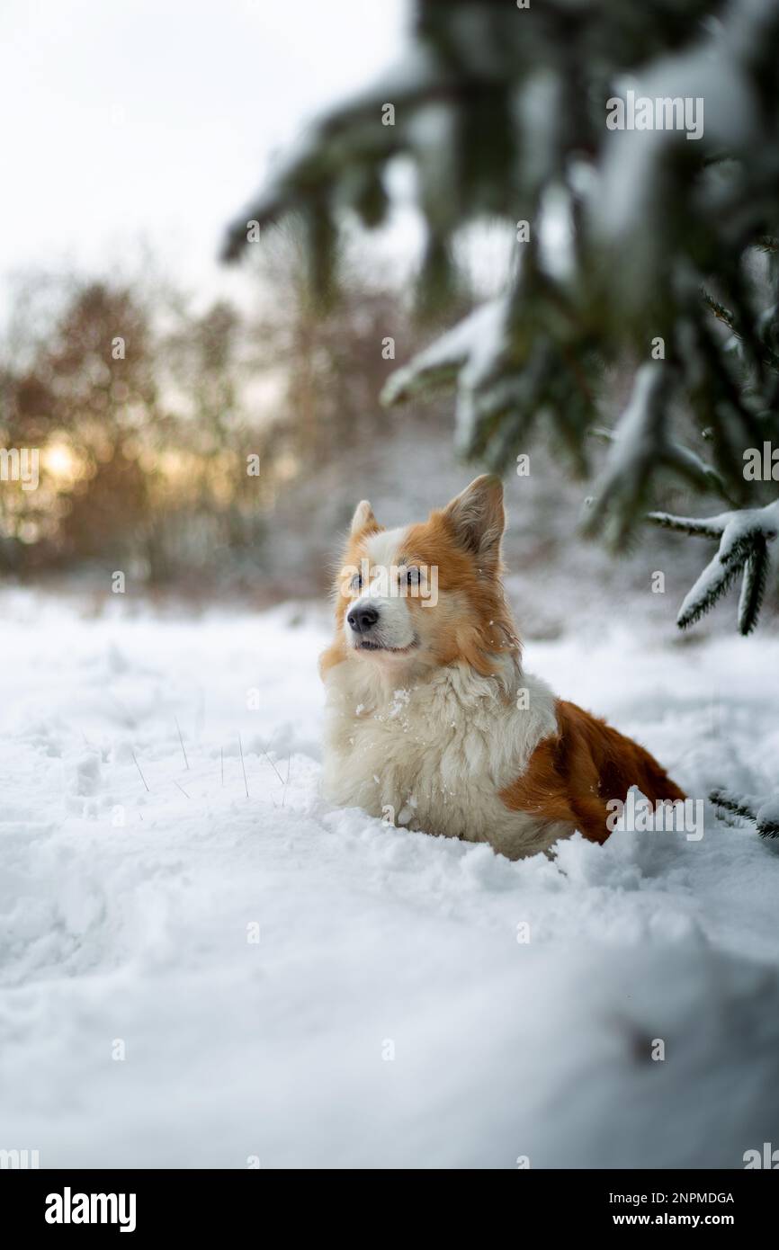 Un chien gallois de Corgi Pembroke se tient dans le paysage d'hiver dans la neige, avec le soleil couchant en arrière-plan. Joyeux chien dans la neige Banque D'Images