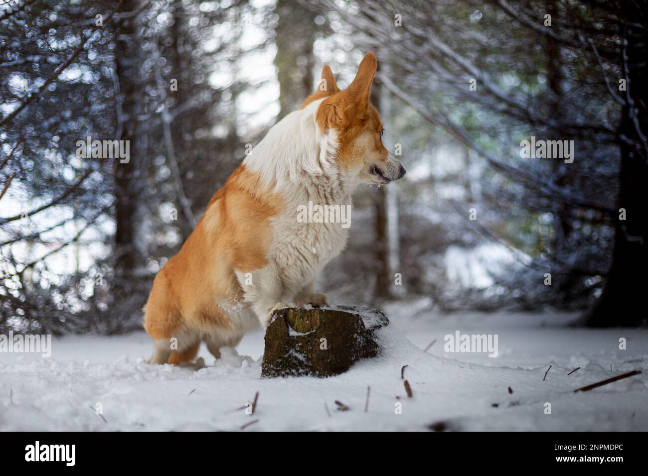 Un chien gallois de Corgi Pembroke se dresse sur une souche dans un paysage d'hiver et regarde en arrière. Joyeux chien dans la neige Banque D'Images