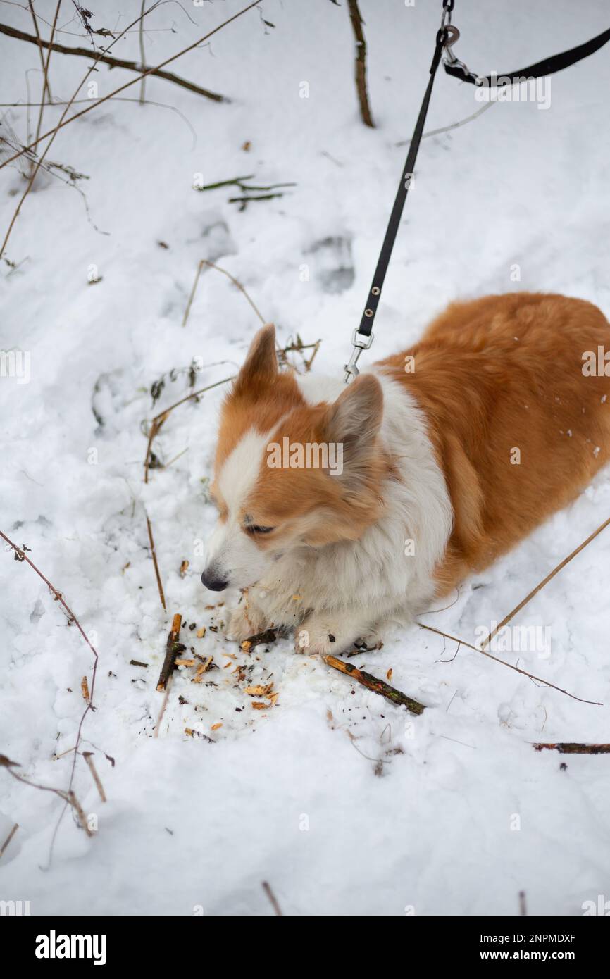 Un chien gallois Corgi Pembroke assis dans la neige sur une laisse s'ennuie et mord des bâtons. Joyeux chien dans la neige Banque D'Images