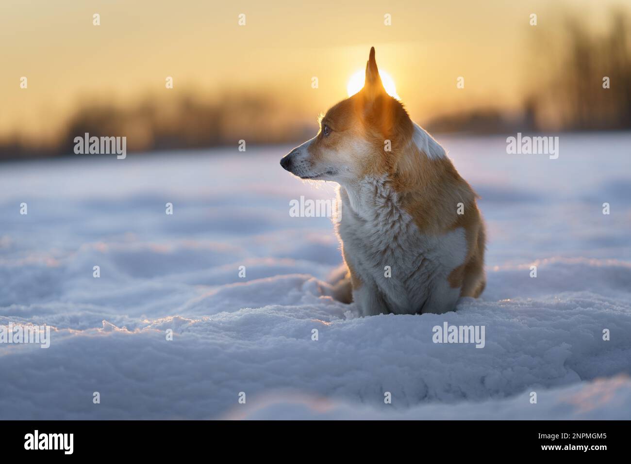 Chien de Pembroke gallois Corgi dans un paysage d'hiver au coucher du soleil. Joyeux chien dans la neige Banque D'Images